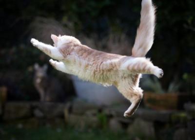 وقتی گربه قوانین فیزیک را به چالش می کشد و از مرگ می گریزد!، عکس