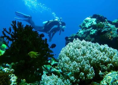 بهترین جزایر جهان برای یادگیری غواصی: سفری به اعماق شگفتی بهترین جزایر جهان برای یادگیری غواصی: سفری به اعماق شگفتی